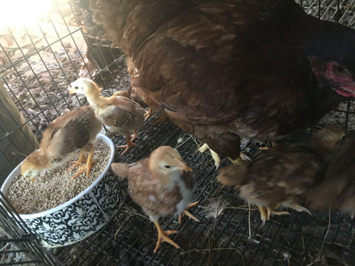 buckeye chicken hen with chicks