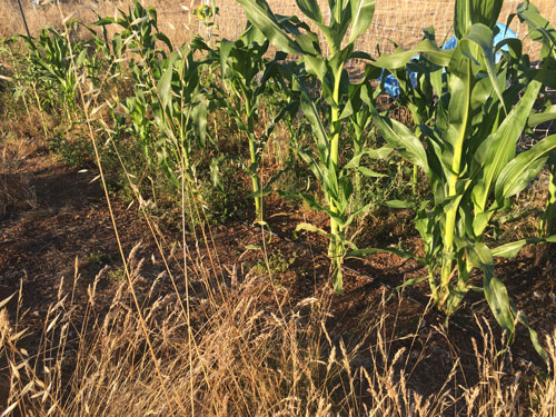 Corn growing