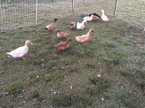 ducks foraging