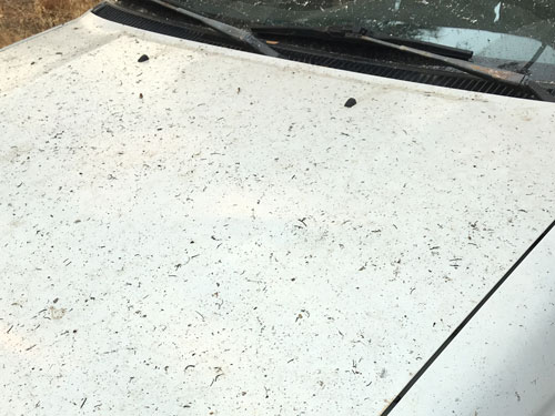 Ash on car