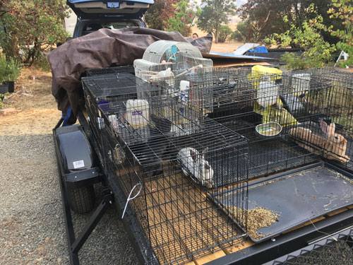 Unloading the animals from the trailer at home