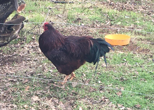 Rooster Cogburn’s profile