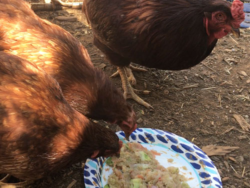 good rooster with hens