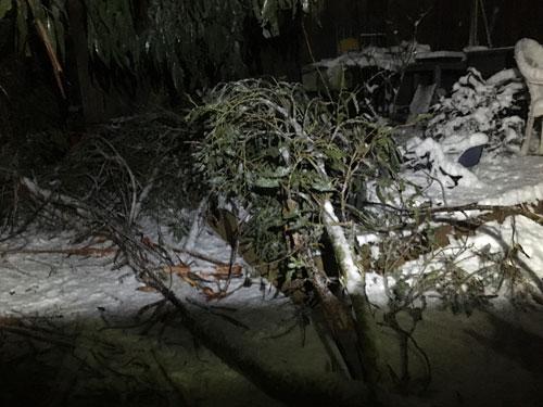 large branch that fell next to our house