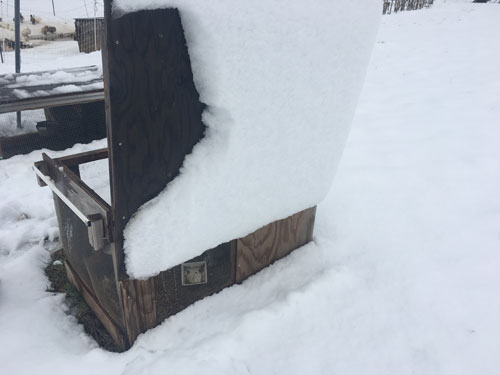 Snow on the rabbit tractor