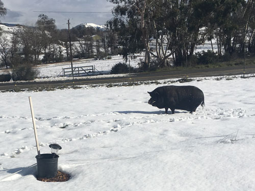 Pig in the snow