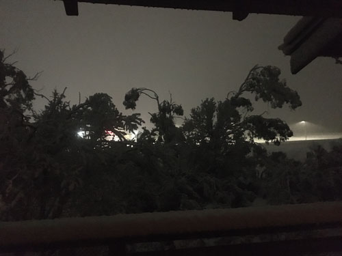 trees bending under the weight of snow