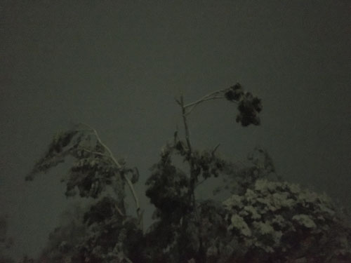 tree with branch broken from the weight of snow