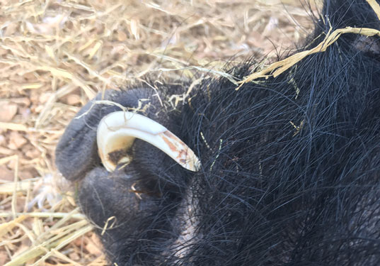 Close-up of Gunther’s tusk